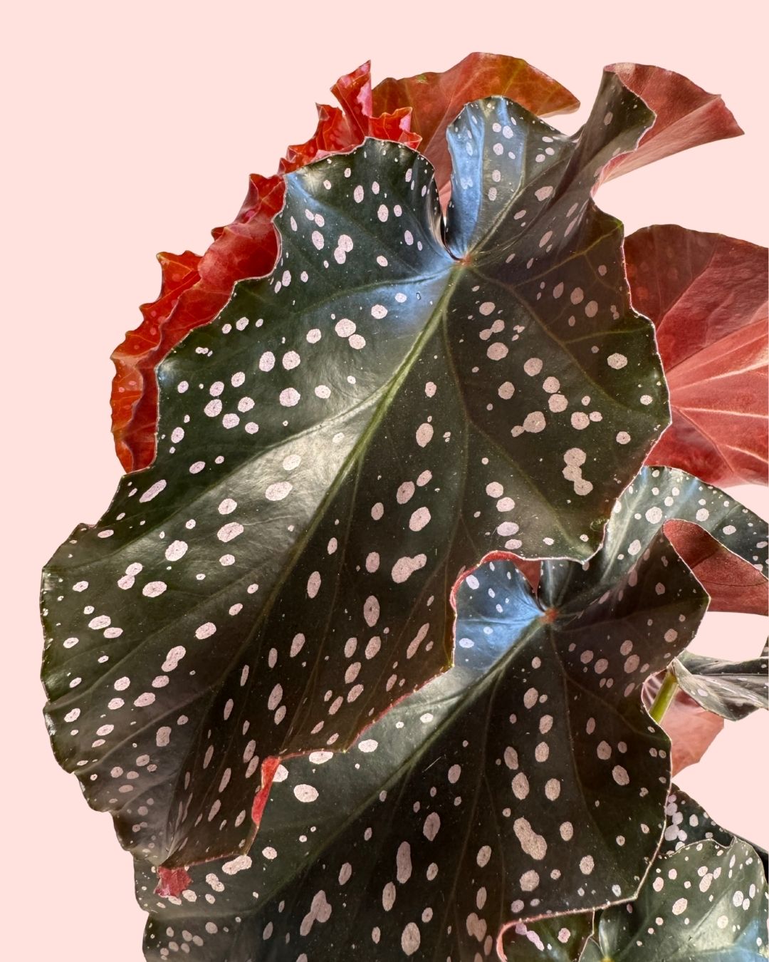 Begonia Cracklin Rosie M - Pur Plant