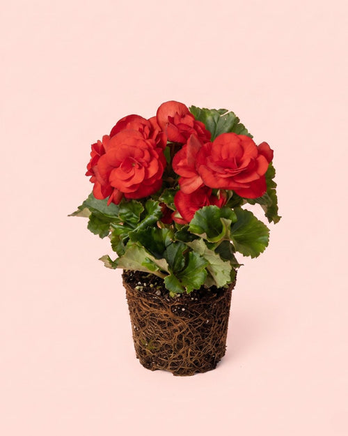 begonia-elatior-mix-mini