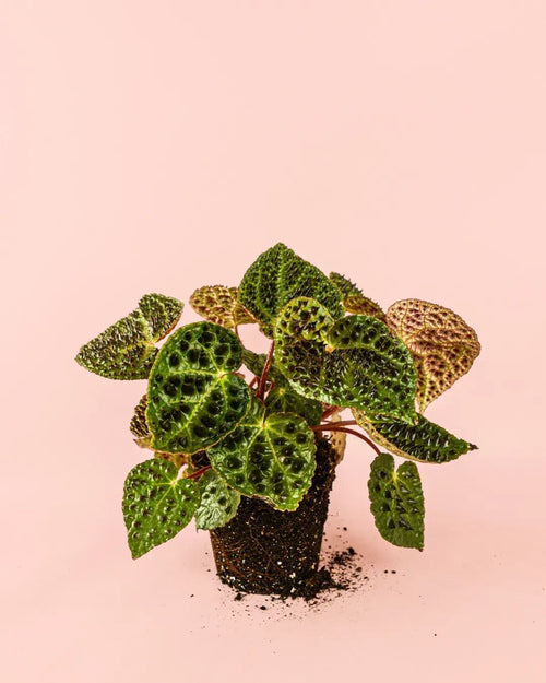 Begonia Ferox M - Pur Plant