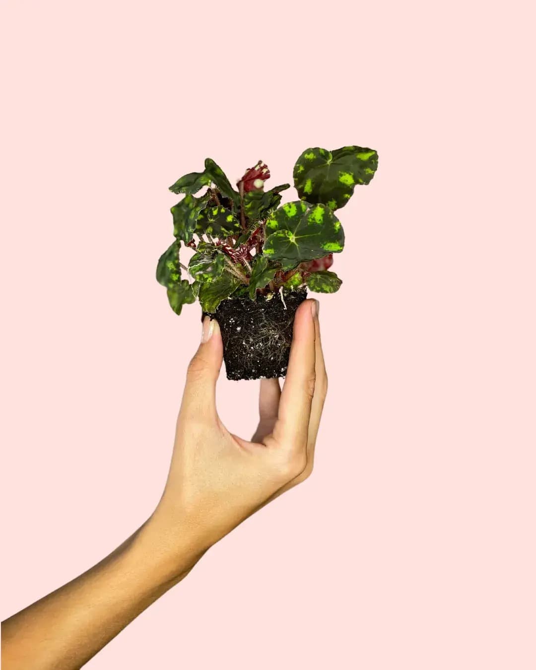 Begonia Rex Frog Cleopatrae Mini
