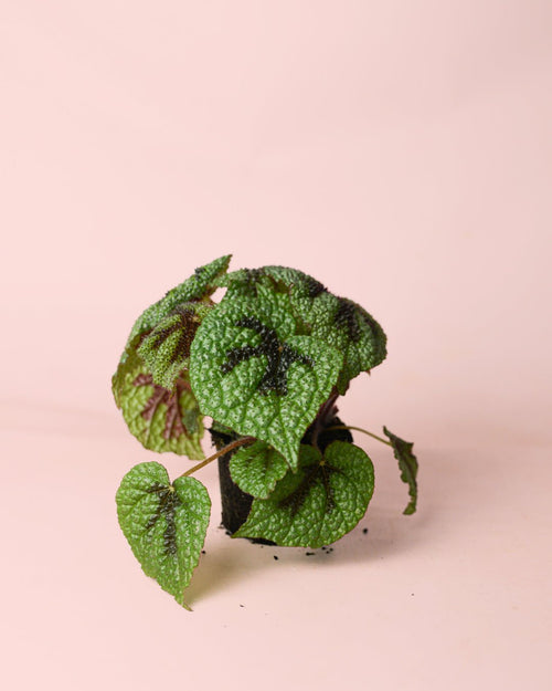 Begonia Iron Cross M - Pur Plant