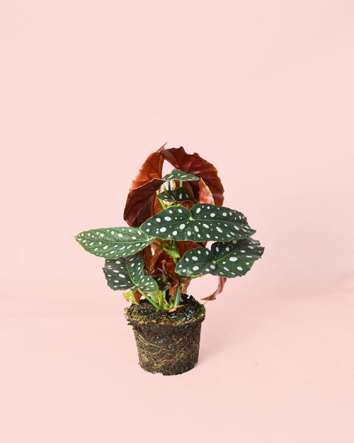 Begonia Maculata M - Pur Plant