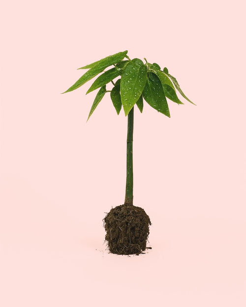 Begonia Maculata Tamaya Mini - Pur Plant