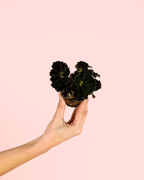 Begonia Rex Dark – Magic Colours Mini - Pur Plant