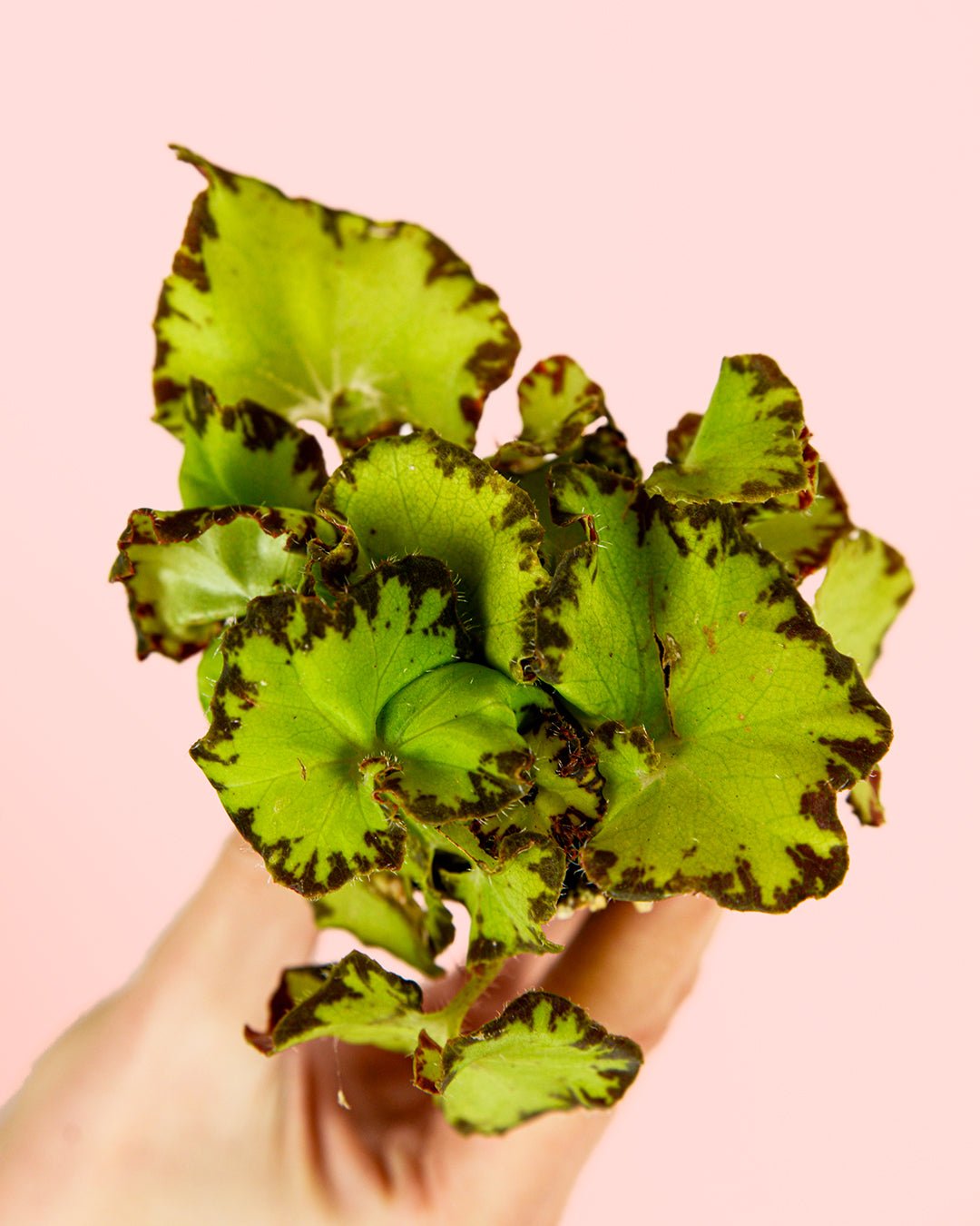 Begonia Rex Green Mini - Pur Plant