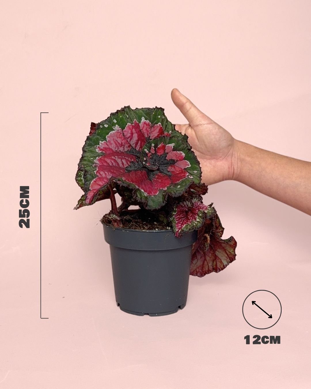 Begonia Rex Macarena M - Pur Plant
