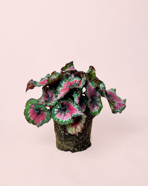 Begonia Rex Macarena M - Pur Plant