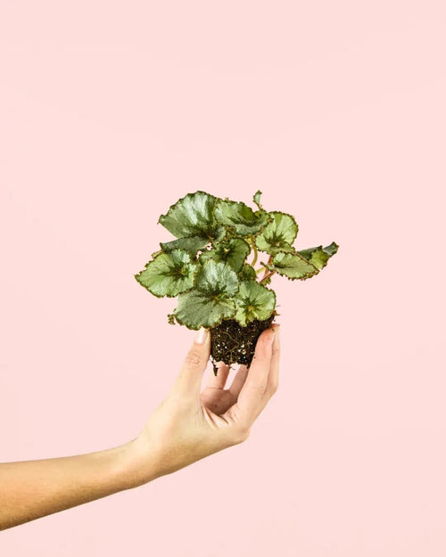 Begonia Rex Mint Mini - Pur Plant