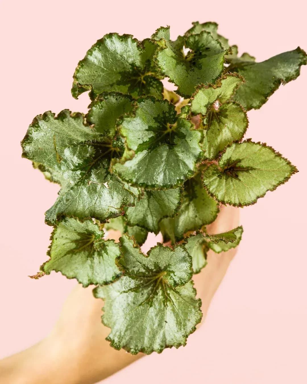 Begonia Rex Mint Mini - Pur Plant