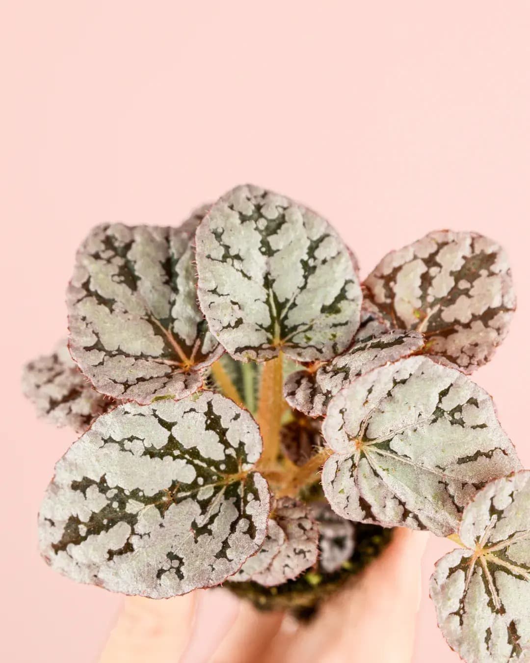 Begonia Rex Silver Mini - Pur Plant