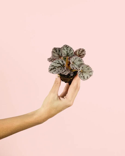Begonia Rex Silver Mini - Pur Plant