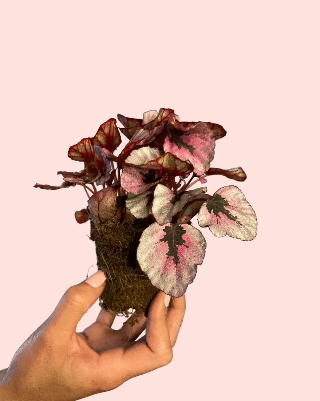 Begonia Rex Total Pink Mini - Pur Plant