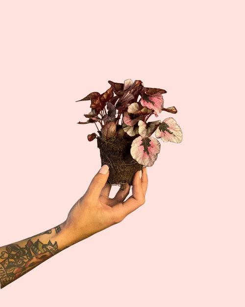 Begonia Rex Total Pink Mini - Pur Plant