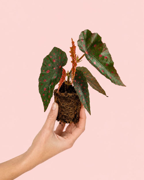 Begonia Rosa - Amphioxus Malachosticta Mini - Pur Plant