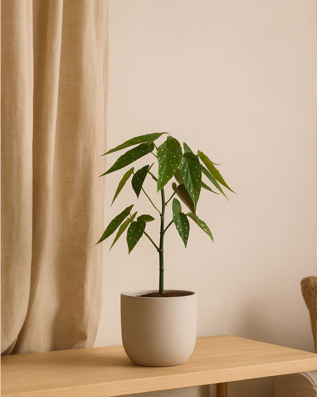 Begonia Maculata Tamaya Mini