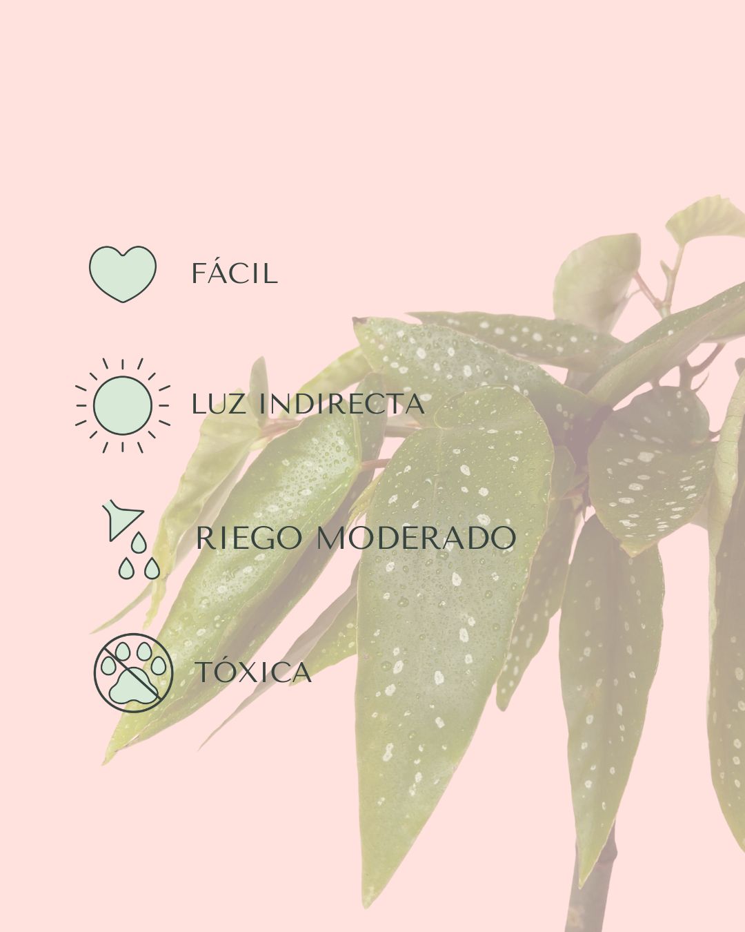 Begonia Maculata Tamaya Mini