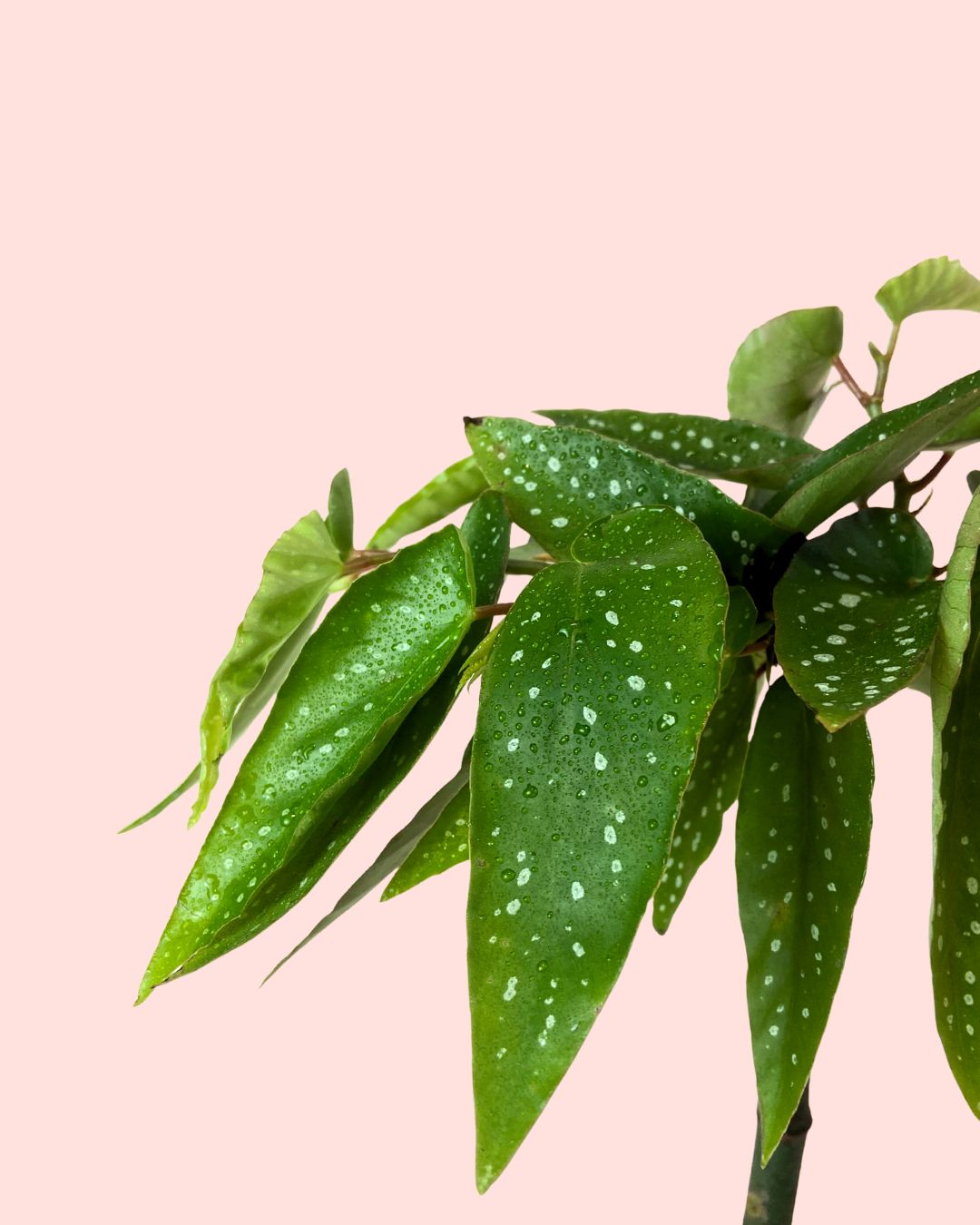 Begonia Maculata Tamaya Mini