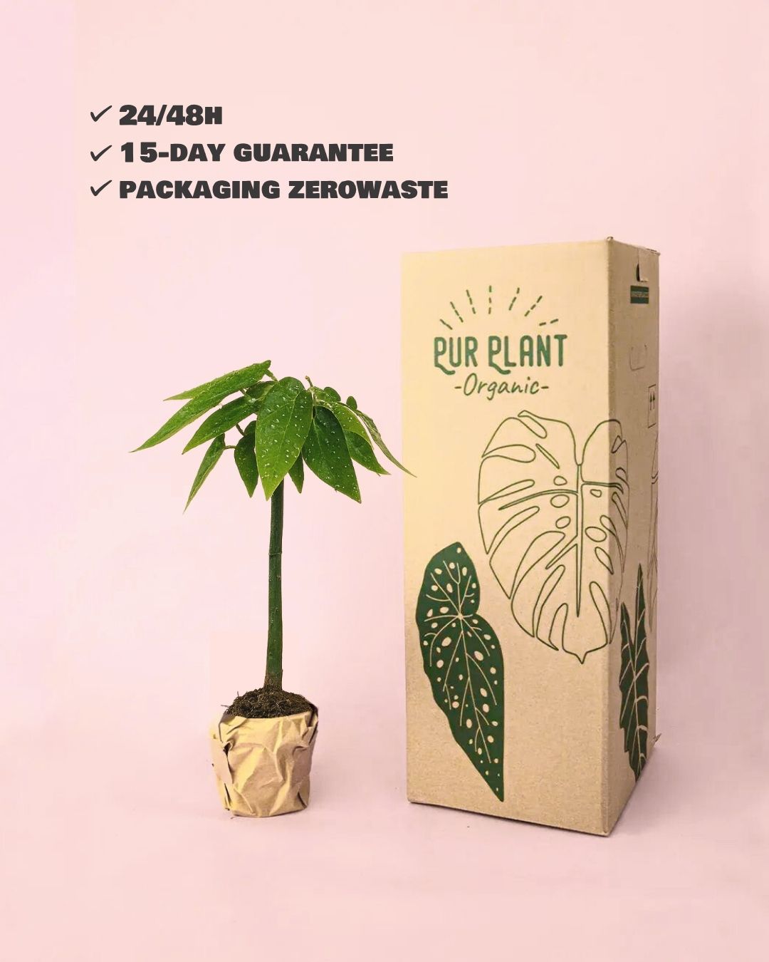 Begonia Maculata Tamaya Mini