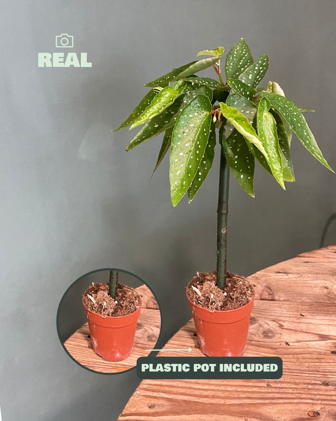 Begonia Maculata Tamaya Mini