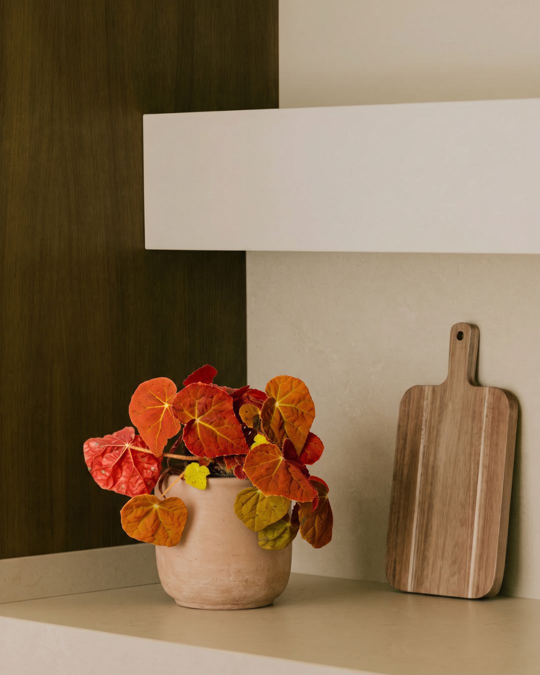 Begonia Autumn Ember M
