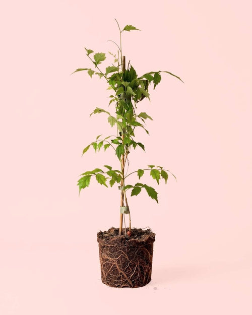 Bignonia Naranja Trepadora - Campsis Radicans L - Pur Plant