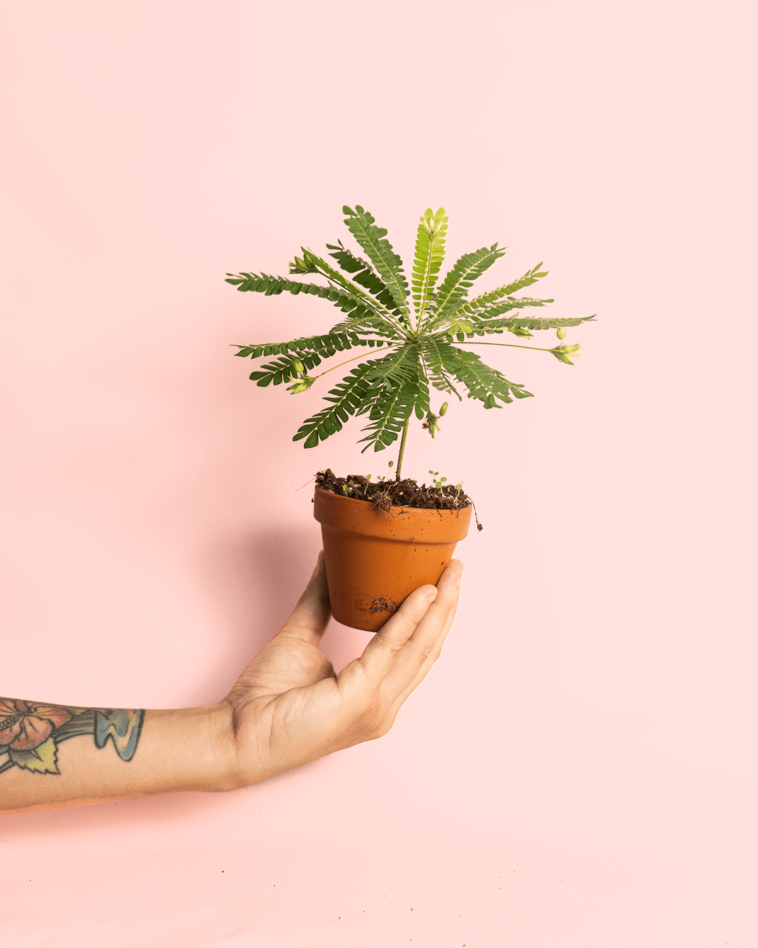 Biophytum Sensitivum Mini + Maceta Cerámica - Pur Plant