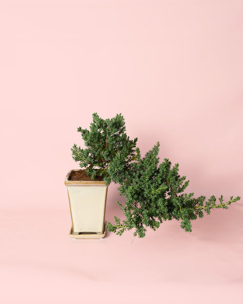 Bonsái Juniperus Cascade - Pur Plant