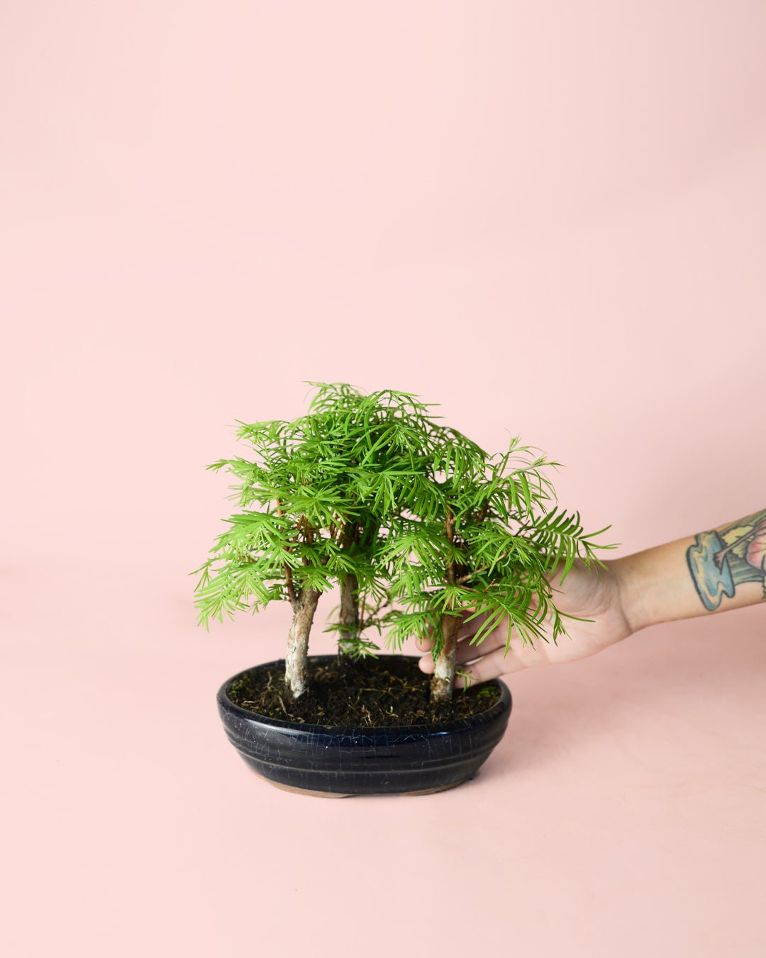 Bonsái Metasequoia - Pur Plant