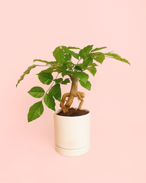 Bonsái Radermachera Sinica + maceta cerámica blanca - Pur Plant