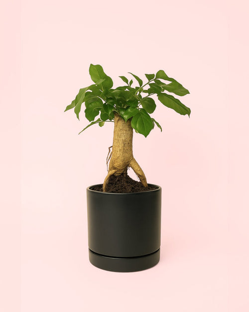 Bonsái Radermachera Sinica + maceta cerámica negra - Pur Plant