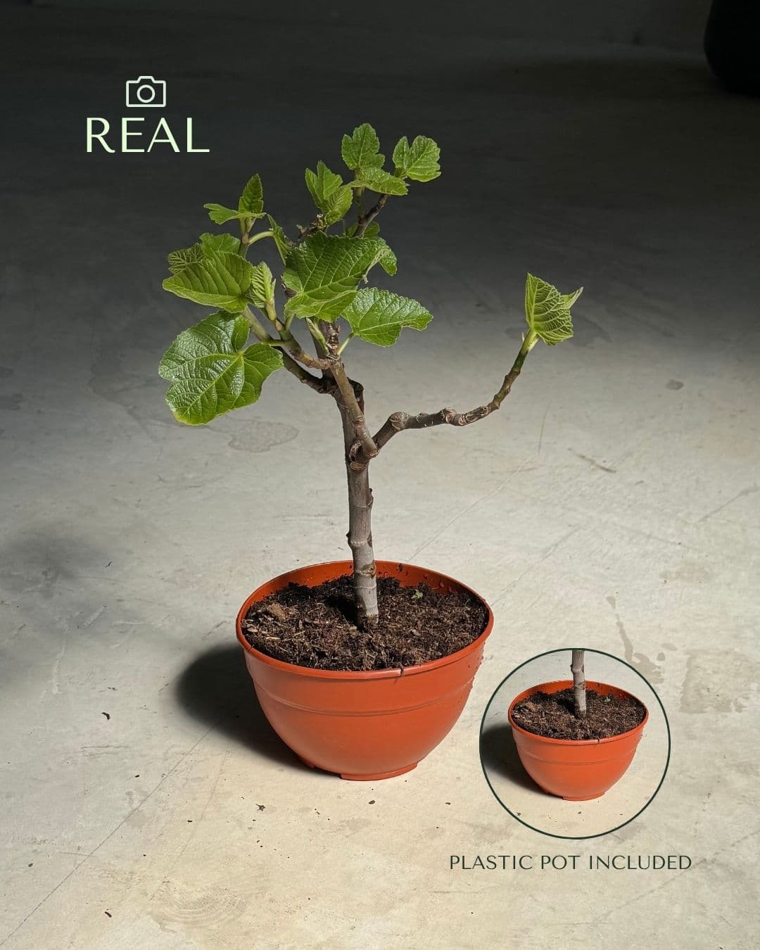 Foto real del Bonsái Higuera Ficus Carica L