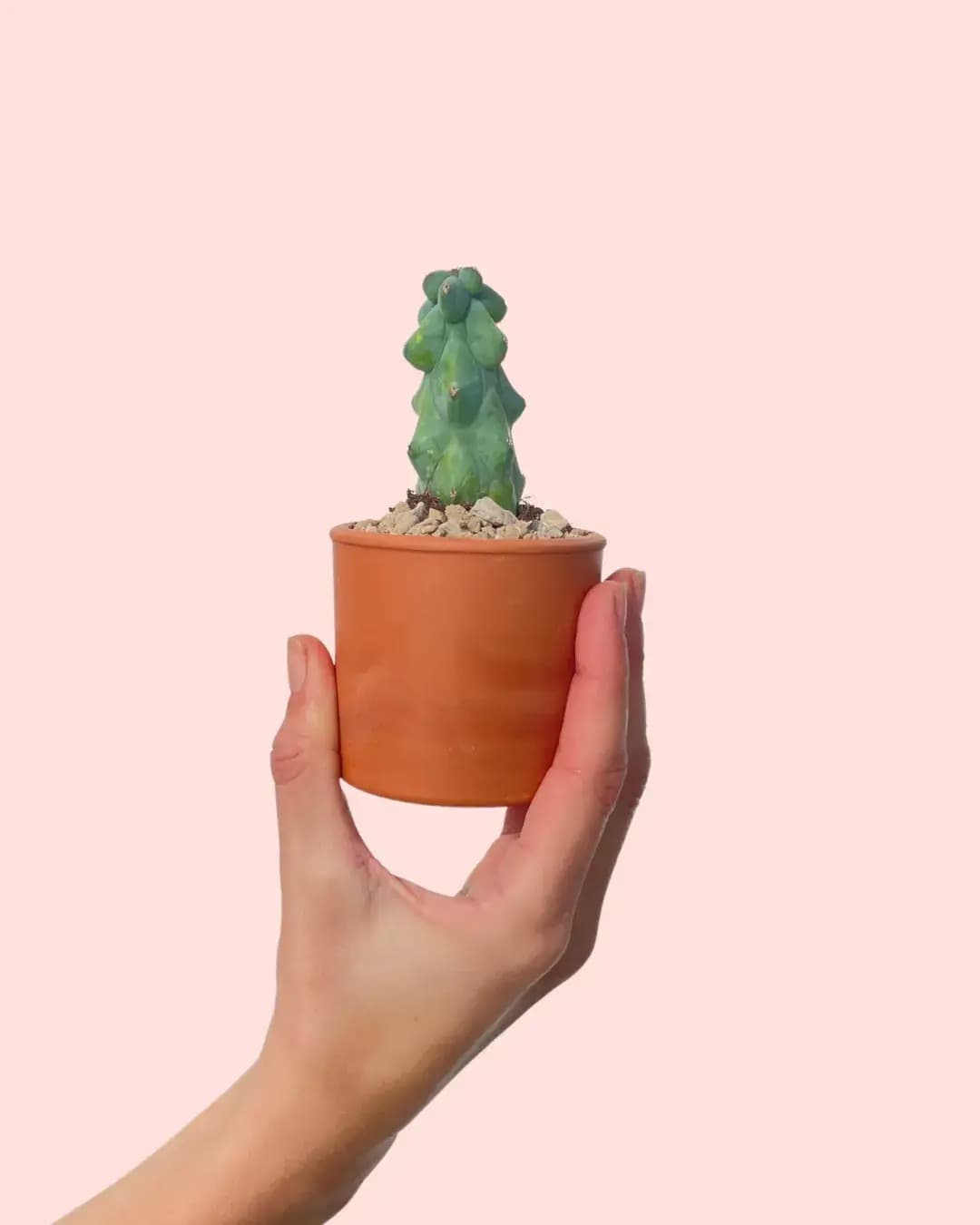 Booby Cactus Mini - Pur Plant