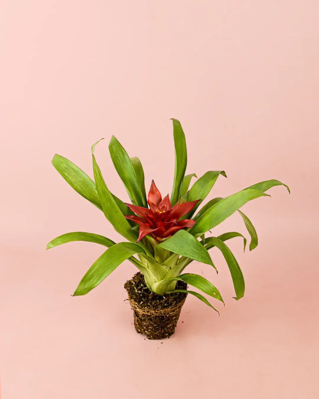 bromelia-guzmania