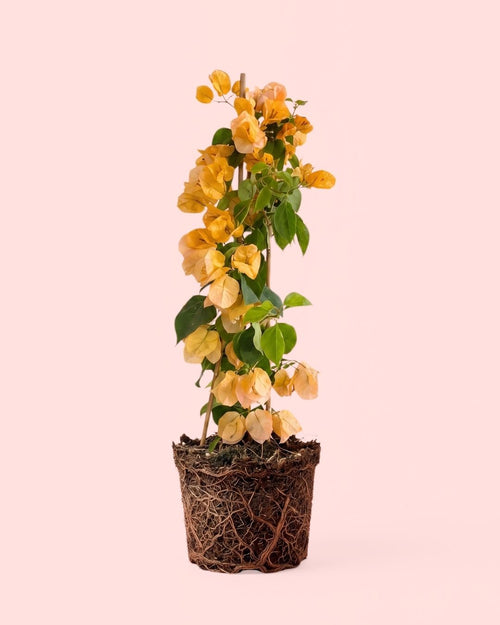 Buganvilla Naranja - Bougainvillea L