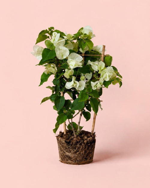 Buganvilla Blanca - Bougainvillea M - Pur Plant