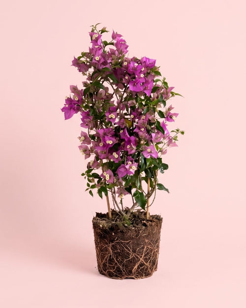 Buganvilla Morada- Bougainvillea L