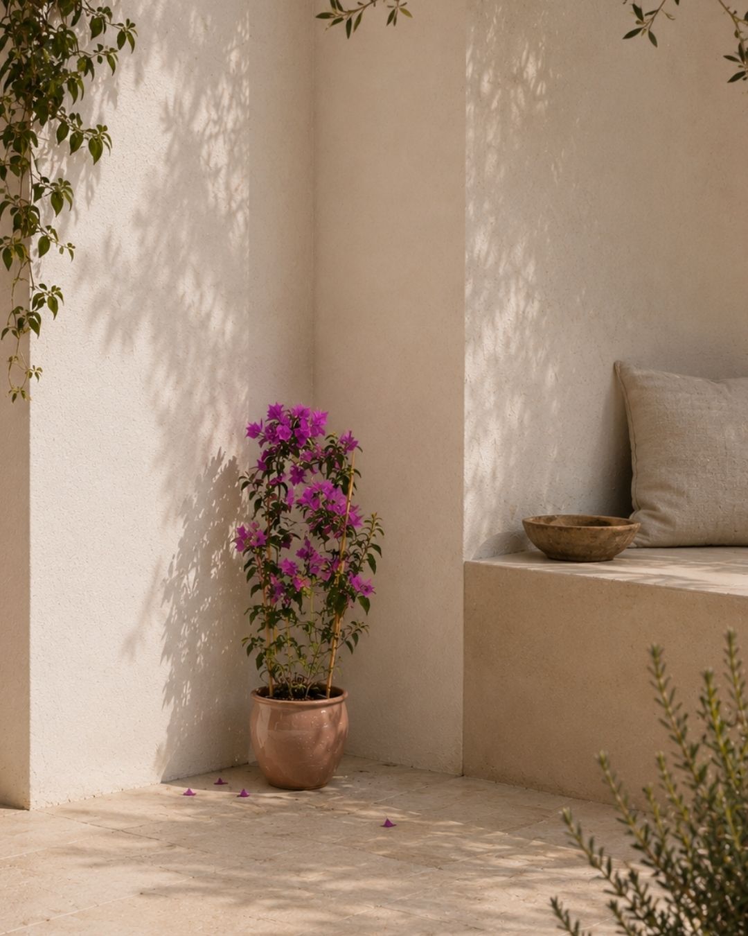 Buganvilla Morada- Bougainvillea M