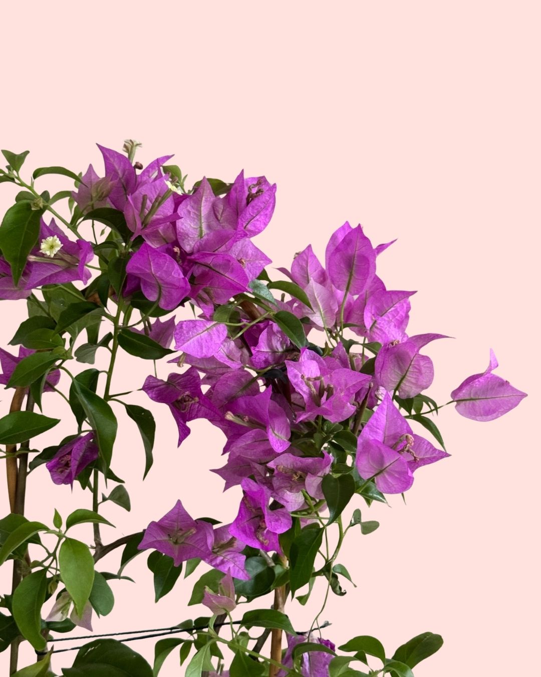 Buganvilla Morada- Bougainvillea M