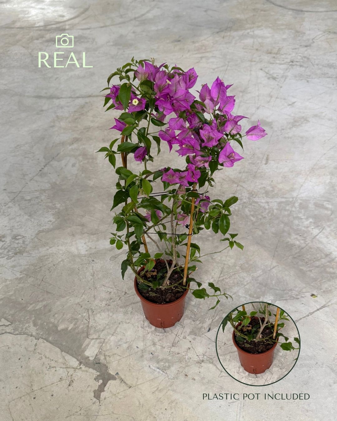 Buganvilla Morada- Bougainvillea M