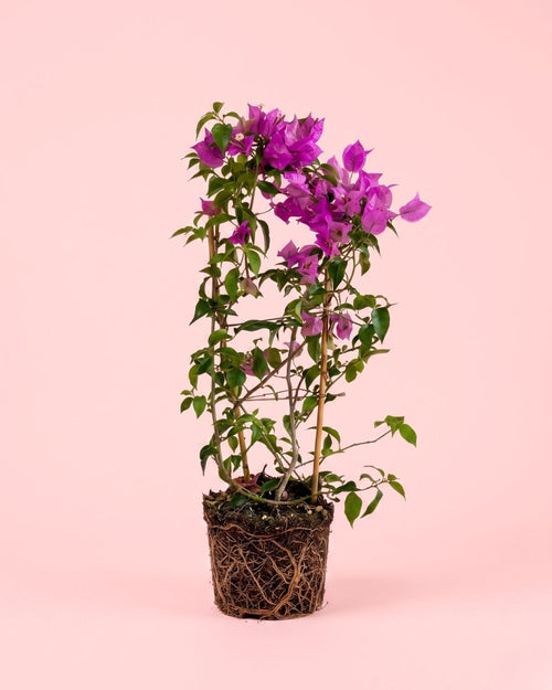 Buganvilla Morada- Bougainvillea M