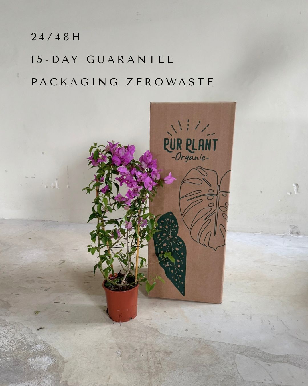 buganvilla-morada-packaging