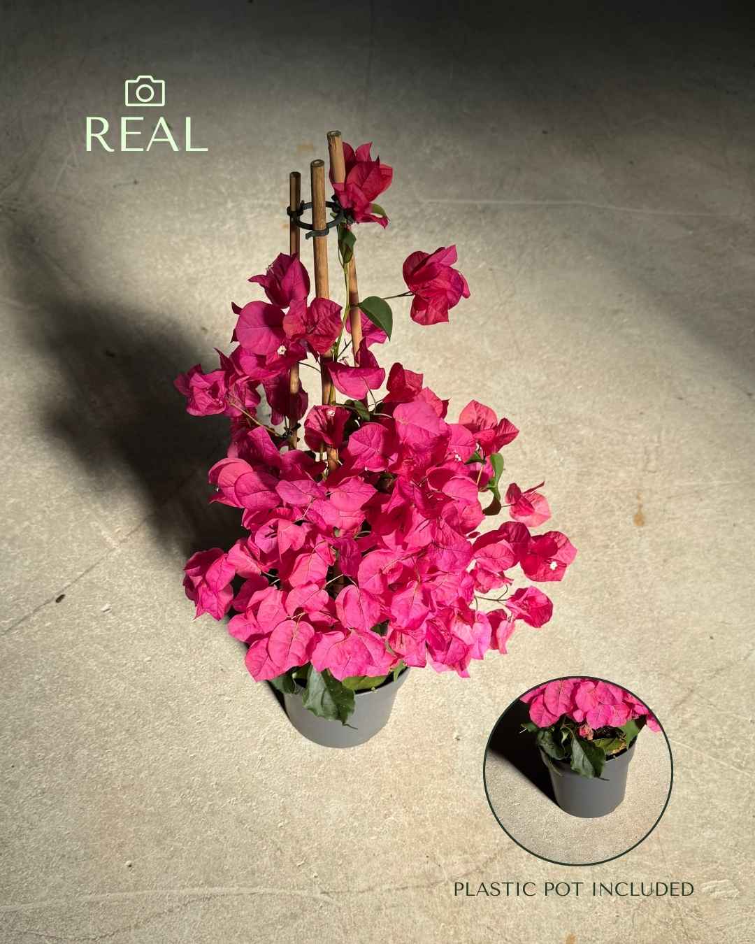 Buganvilla Rosa - Bougainvillea L - Pur Plant