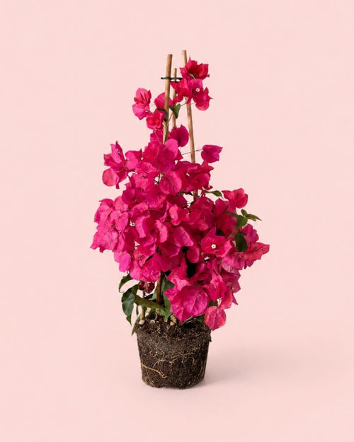 Buganvilla Rosa - Bougainvillea L - Pur Plant
