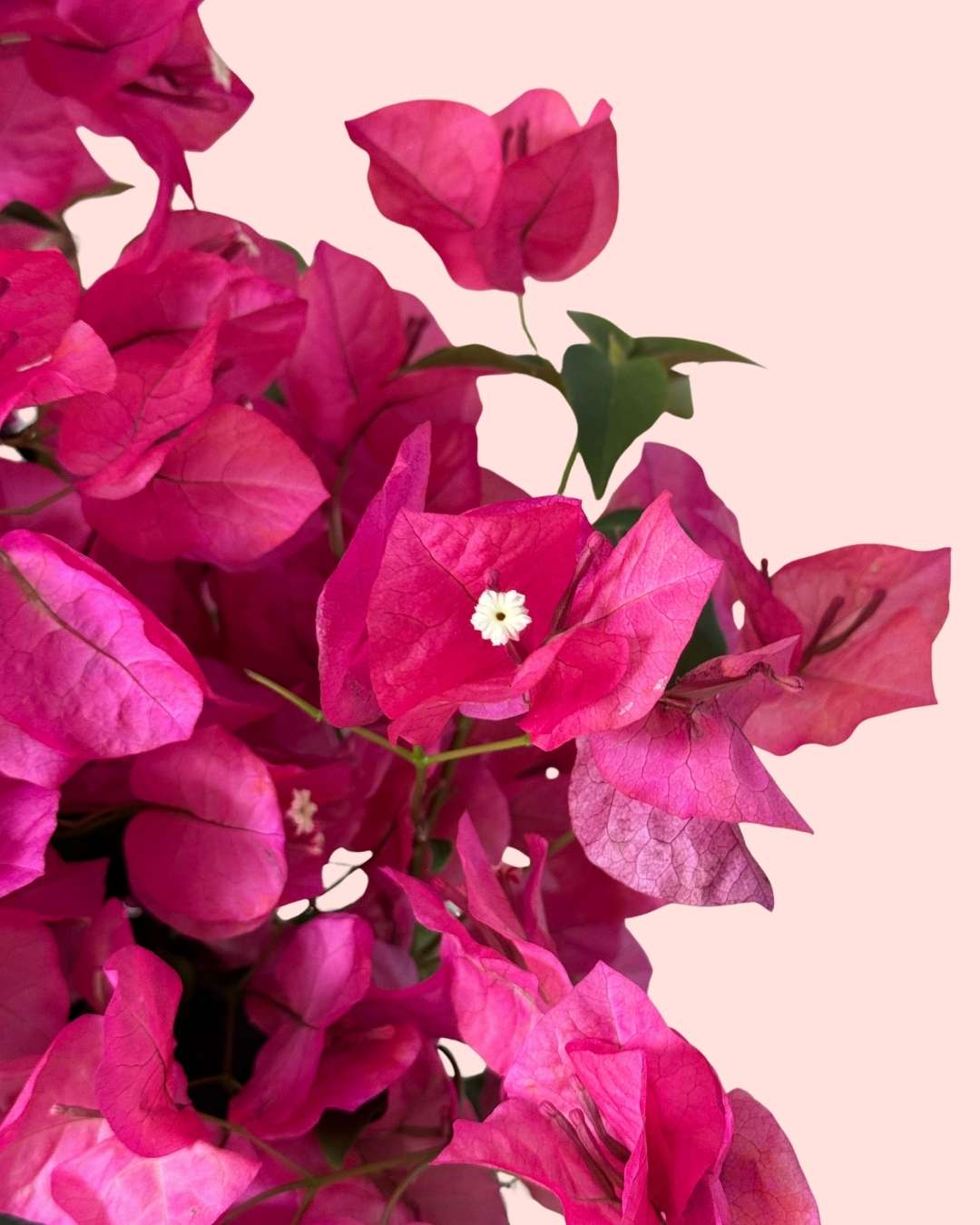 Buganvilla Rosa - Bougainvillea L - Pur Plant
