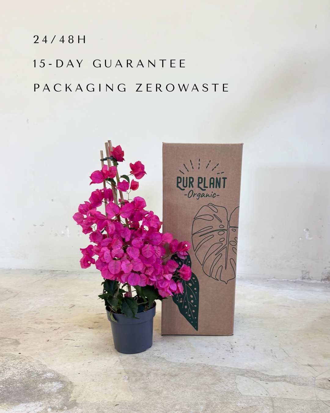 Buganvilla Rosa - Bougainvillea L - Pur Plant