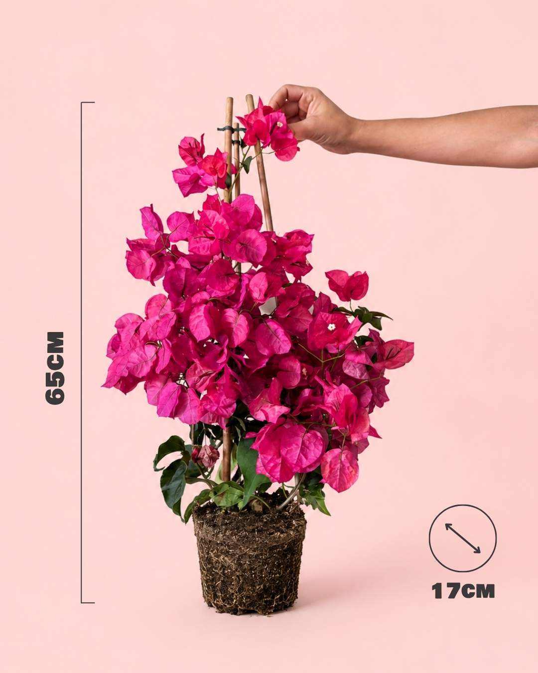 Buganvilla Rosa - Bougainvillea L - Pur Plant