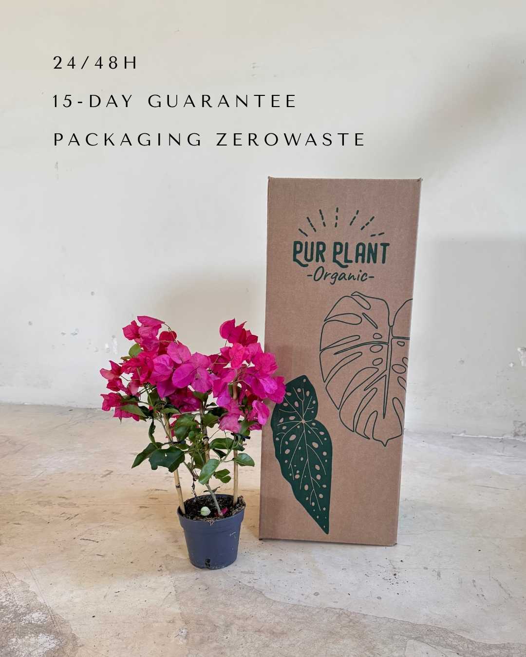 Buganvilla Rosa - Bougainvillea M - Pur Plant