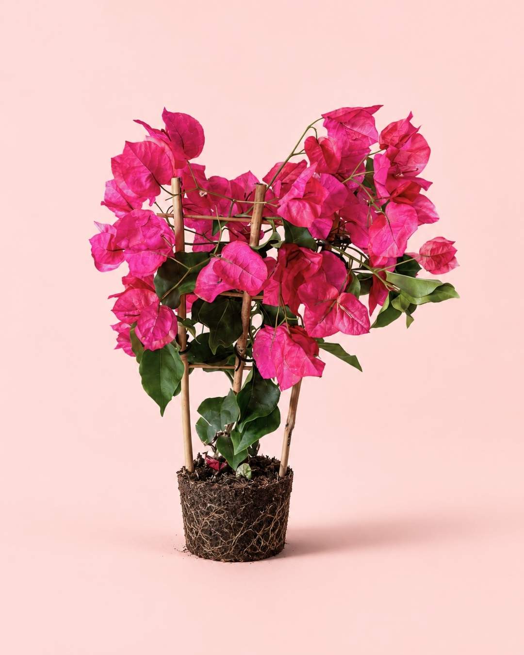 Buganvilla Rosa - Bougainvillea M - Pur Plant