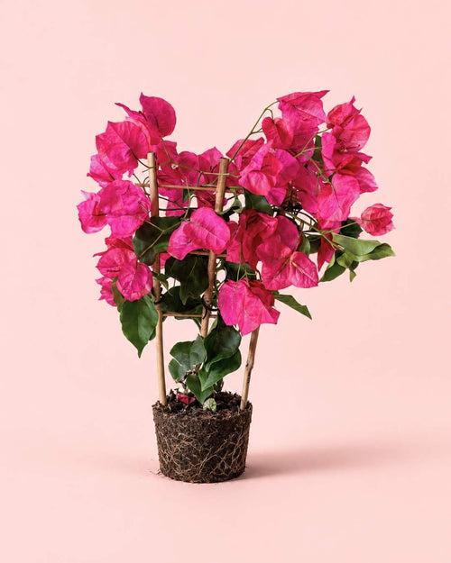 Buganvilla Rosa - Bougainvillea M - Pur Plant
