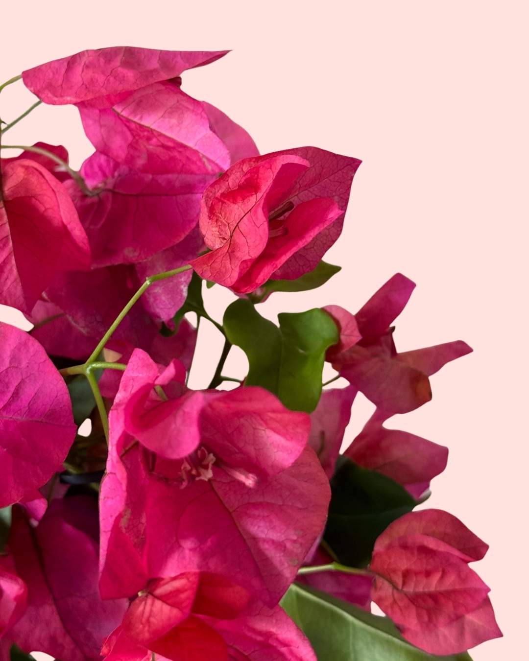 Buganvilla Rosa - Bougainvillea M - Pur Plant